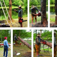 The Widowmaker: Cutting Down a Tree