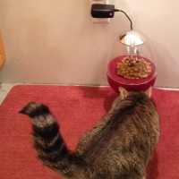 Relay-Triggered Cat Feeder