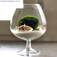 How-To: Moss Ball Water Garden