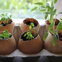 How-To: Egg Shell Planters