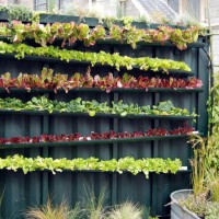 Rain Gutter Garden