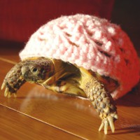 Crocheted Tortoise Cozies