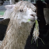 Got Livestock? Feed Them Hydroponically Homegrown Barley Sprouts