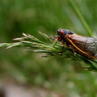 Swarmageddon: Cicadas Helping Crowdsource Citizen Science