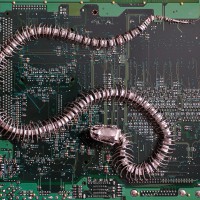 faux snake skeleton sinuously curved mounted on a circuit board background