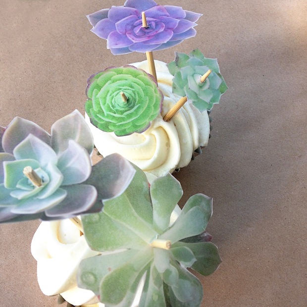 How-To: Succulent Decorated Cupcakes