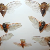 How to Collect and Display Insects