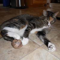 How-To: DIY Cat Toys from Toilet Paper Rolls