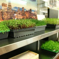 Movers and Makers: Sebastopol Micro Greens