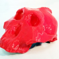 Replicating Ancient African Hominoid Fossils