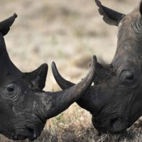 Makers, Drones, and the Future of South Africa’s Imperiled Rhinos