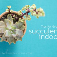 Tips for Growing Succulents Indoors