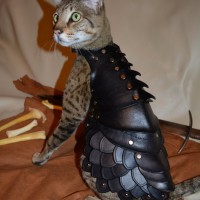 Cat Battle Armor