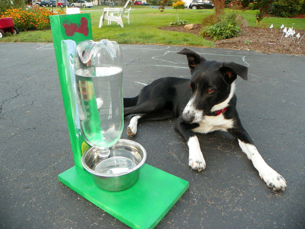 Automatic Filling Pet Water Bowl