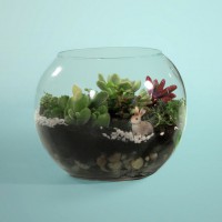 How-To: Make a Terrarium