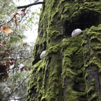 Porcelain Eyes Turn Tree Stumps into Forest Sentinels