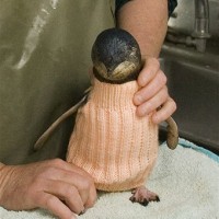 A Global Call for Penguin Sweaters