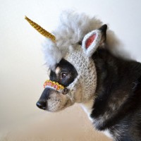 A Crocheted Unicorn Mask for a Dog