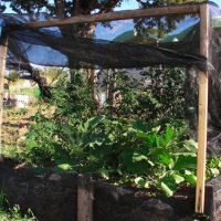 Water-Efficient Wicking Beds