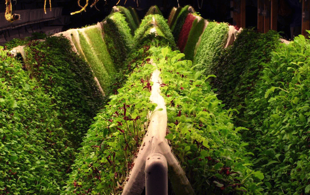 space-age gardening: aquaponics, hydroponics, and