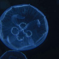 Raising Jellyfish
