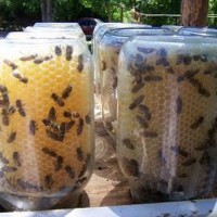 How-To: Mason Jar Beehives