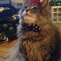 A Cat Wearing A Dr. Who Fez And Bow Tie