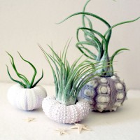 Air Plant Sea Urchin Planters