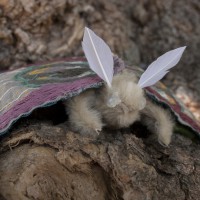 Giant Embroidered Moth