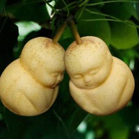 Pear Babies Are Growing on Trees in China