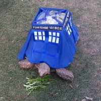 Angus the TARDIS Tortoise