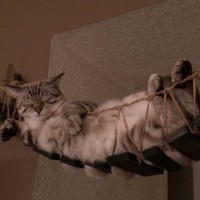 Homemade Indiana Jones Cat Bridge