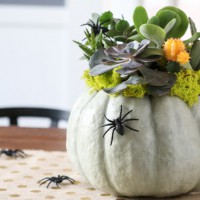 DIY Succulent Pumpkin Planter