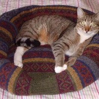 How-To: Turn a Sweater into a Pet Bed