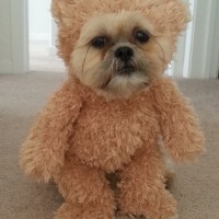 How-To: Make a Walking Teddy Bear Costume for Your Dog