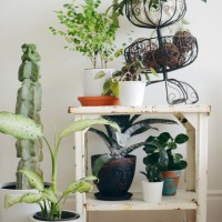 Home Tip: Keeping Indoor Plants Alive