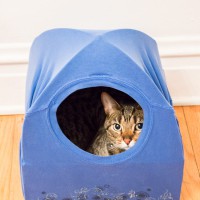No-Sew Cat Tent from a T-shirt