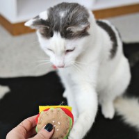 DIY Junk Food Cat Toys