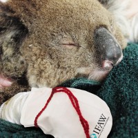 Call for Koala Mittens