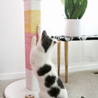Make A Colorful Scratching Post For Your Cat