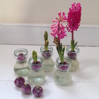 Indoor Gardening: Forcing Hyacinths