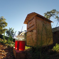 Ingenious Hive Design Gives You Honey on Tap