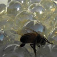 How to Make a Safe Watering Hole for Bees