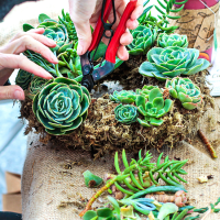 DIY Succulent Wreath