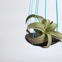 Simple Hanging Air Plant Holders