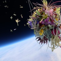 Artist Sends Plants to Space for Weirdly Poignant Photos