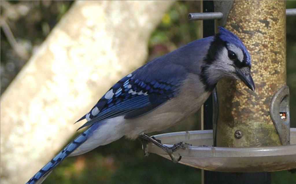 Build a Rotating Feeder for Perfect Bird Pictures