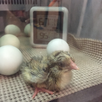 Hatching Chicks in a Hacked Mini Fridge