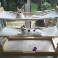 Build Bunk Bed Hammocks for Your Cats