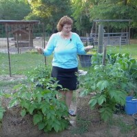 How to Build a Potato Tower or Other Easy Spud Planter